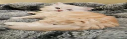 Scottish Fold cats for sale: Adorable Scottish Fold Straight Ear Tabby Kittens - Advert 2