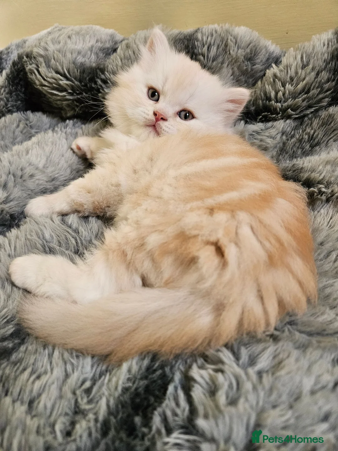 Scottish Fold cats for sale: Adorable Scottish Fold Straight Ear Tabby Kittens - Advert 2