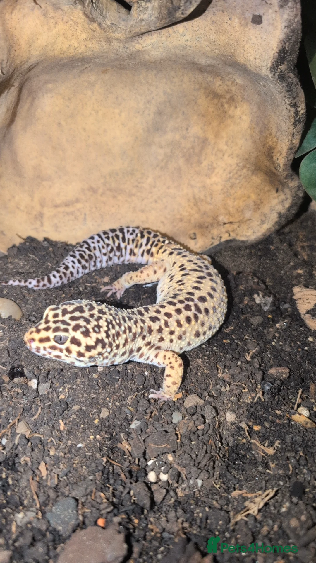 Skink reptiles for sale: Peterss banded skinks leopard gecko  - Advert 5