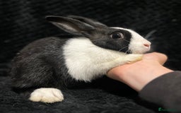 Dutch rabbits for sale: Beautiful Dutch boy  - Image 1