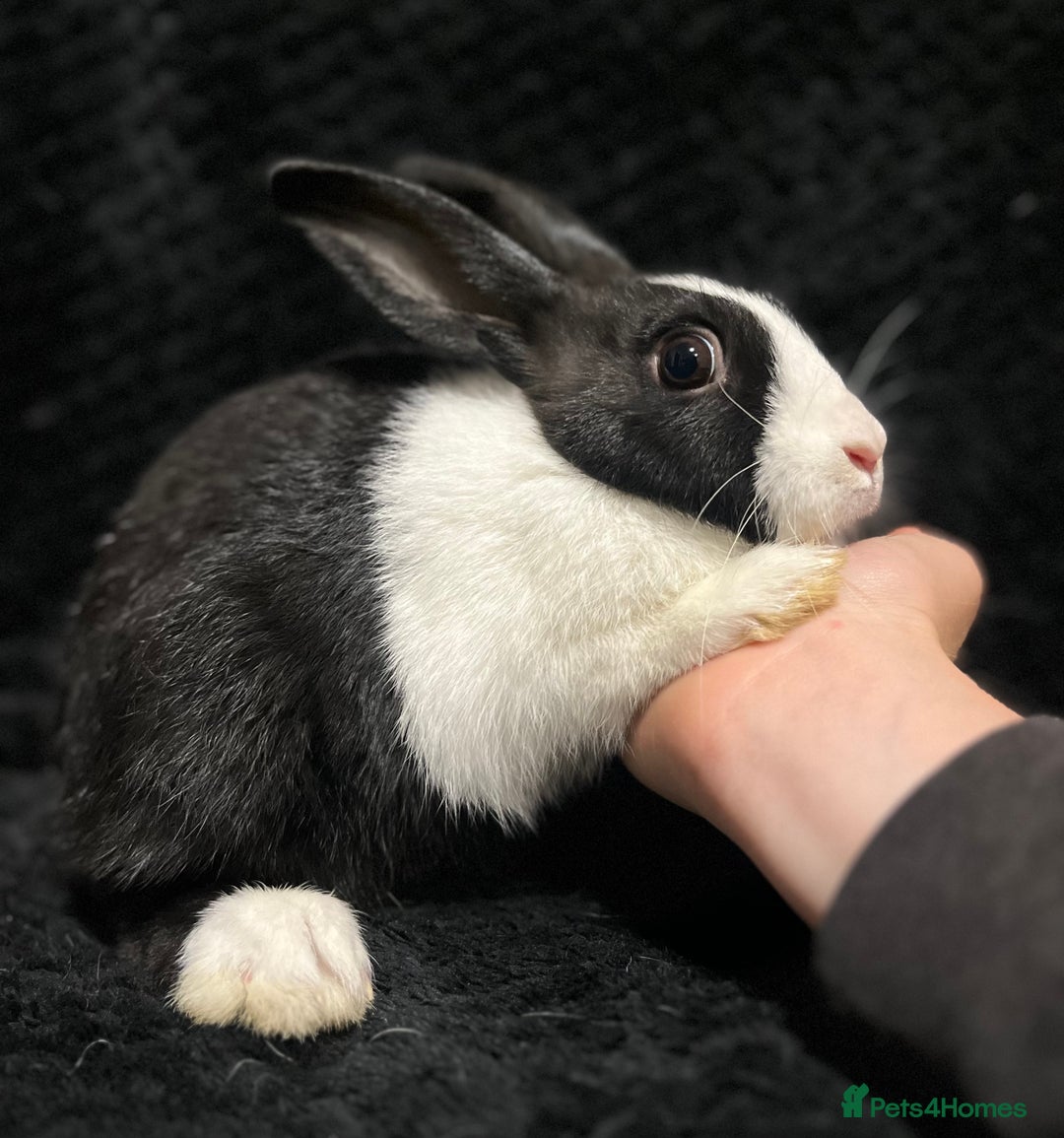 Dutch rabbits for sale: Beautiful Dutch boy  - Image 1