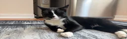 Mixed Breed cats for sale: He is very firendly in Birkenhead - Advert 1