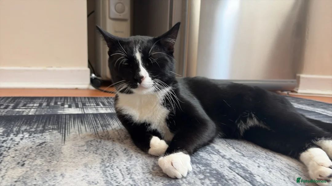 Mixed Breed cats for sale: He is very firendly in Birkenhead - Advert 1