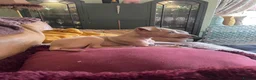 Italian Greyhound dogs for sale: Gorgeous KC Italian Greyhound Boys - Advert 20