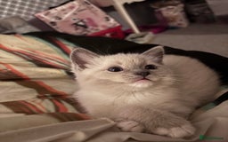 Ragdoll cats for sale: Ragdoll x BSH - Ready now - Image 3