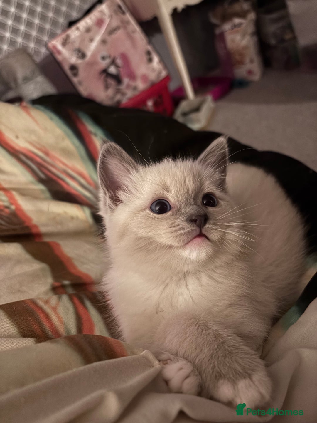 Ragdoll cats for sale: Ragdoll x BSH - Ready now - Image 3