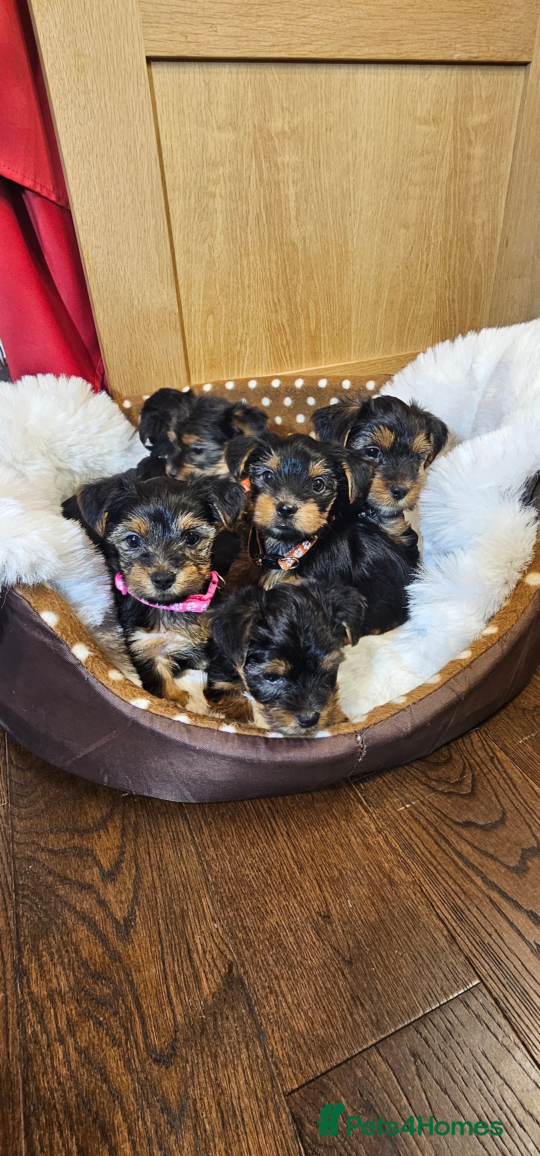 Yorkshire Terrier dogs for sale: Yorkshire Terrier puppies - Advert 38