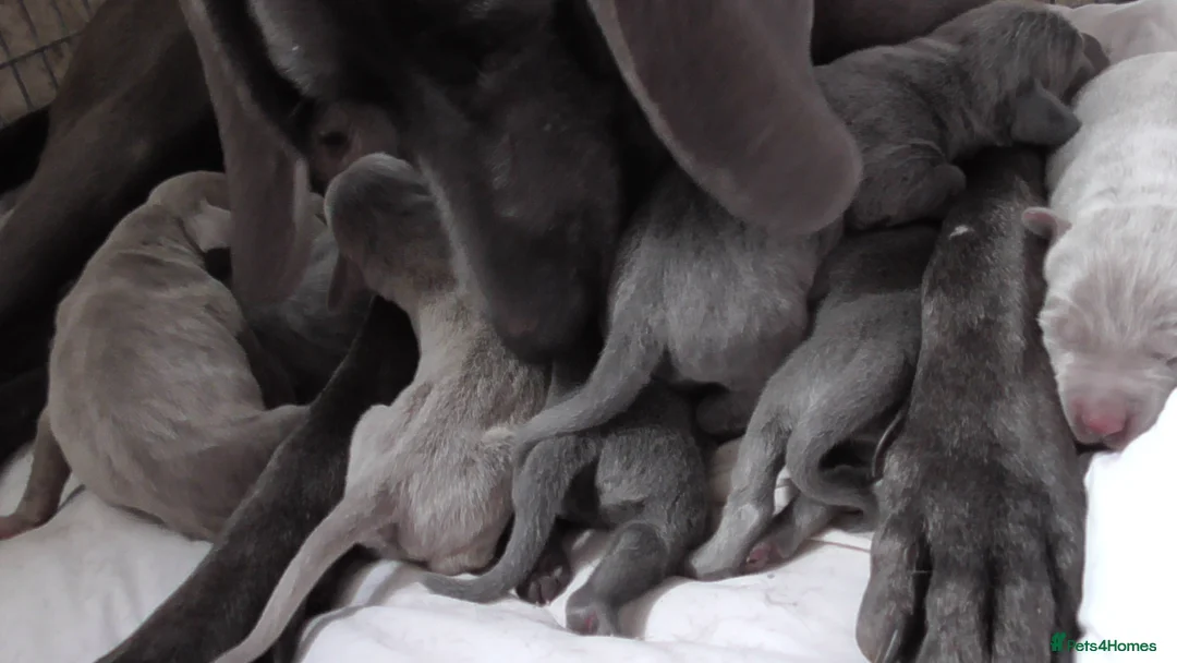 Weimaraner dogs for sale: As on TV: KC Reg Working Weim BLUE and SILVER - Advert 6