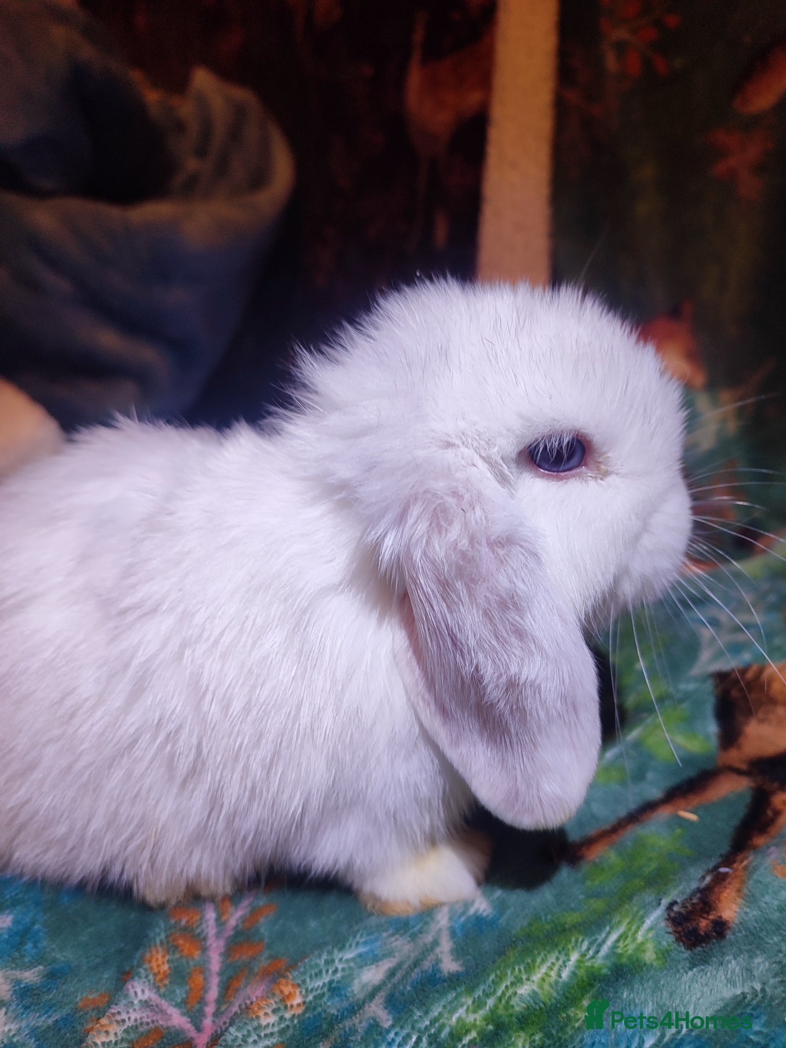 Mini Lop rabbits Baby Mini Lops - Advert 5