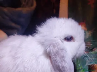 Mini Lop rabbits Baby Mini Lops - Advert 5