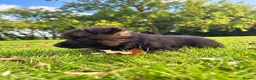 German Shepherd dogs for sale: World class German Shepherds - Advert 7