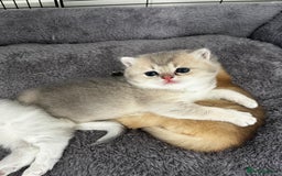 British Longhair cats for sale: ✨ Three adorable British Short/longhair kittens  - Image 10