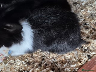 Mixed Breed rabbits for sale: Lion head cross - Advert 1