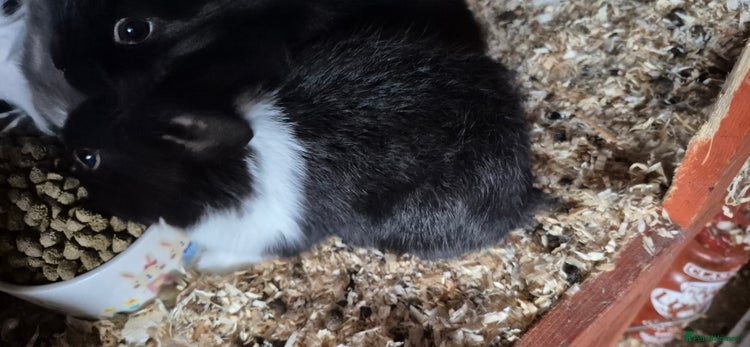 Mixed Breed rabbits Lion head cross - Advert 1