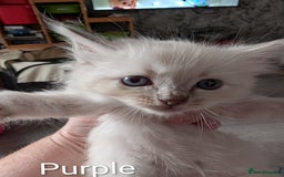 Ragdoll cats for sale: Stunning fluffy show quality ragdolls  - Image 14