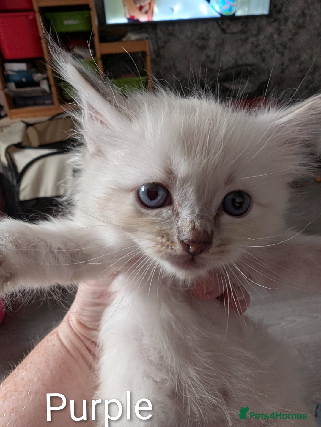 Ragdoll cats for sale: Stunning fluffy show quality ragdolls  - Image 14