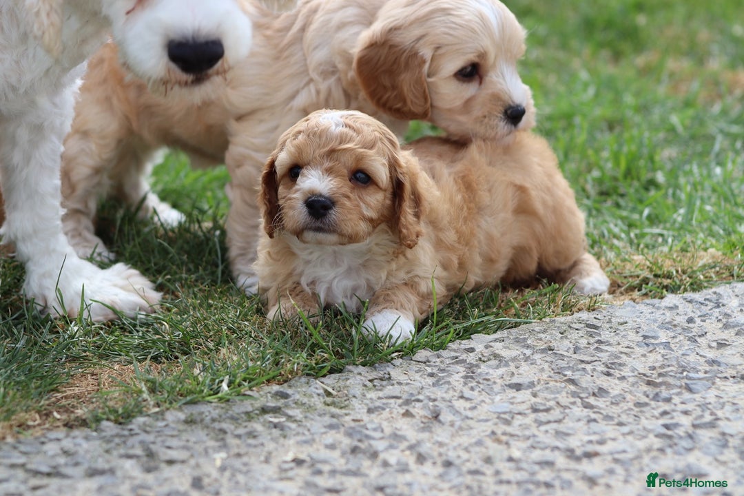 Cavapoochon dogs for sale: Beautiful Cavapoochon puppies for sale - Image 10