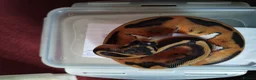 Python Snake reptiles for sale: Cb royal pythons  - Advert 22