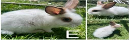 Lionhead rabbits for sale: READY TO LEAVE NOW Lionhead rabbit babies - Advert 6