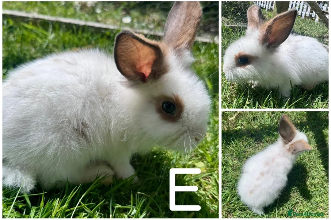 Lionhead rabbits for sale: READY TO LEAVE NOW Lionhead rabbit babies - Advert 6