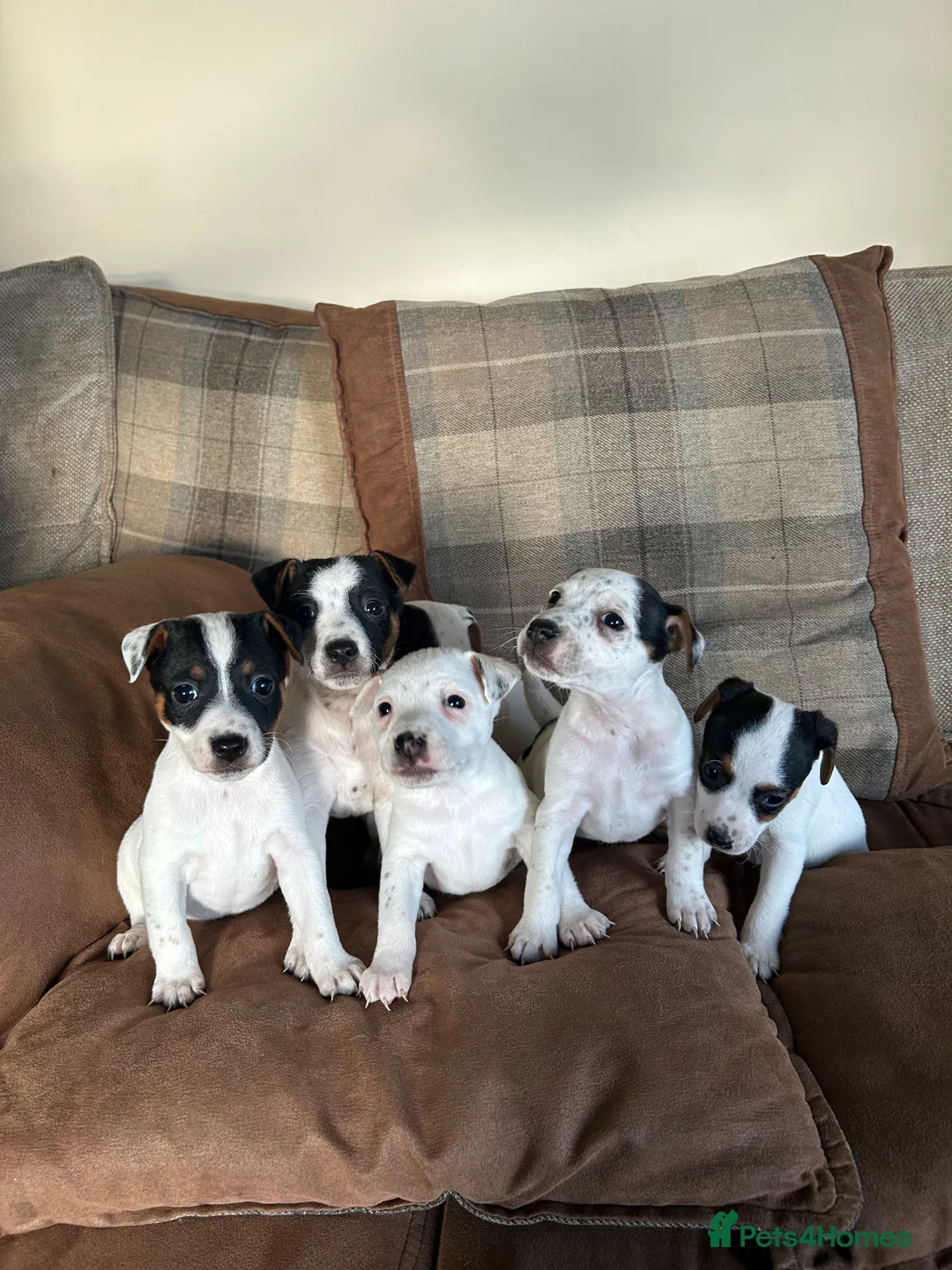 Parson Russell dogs for sale: Parson Jack Russell pup - Advert 2
