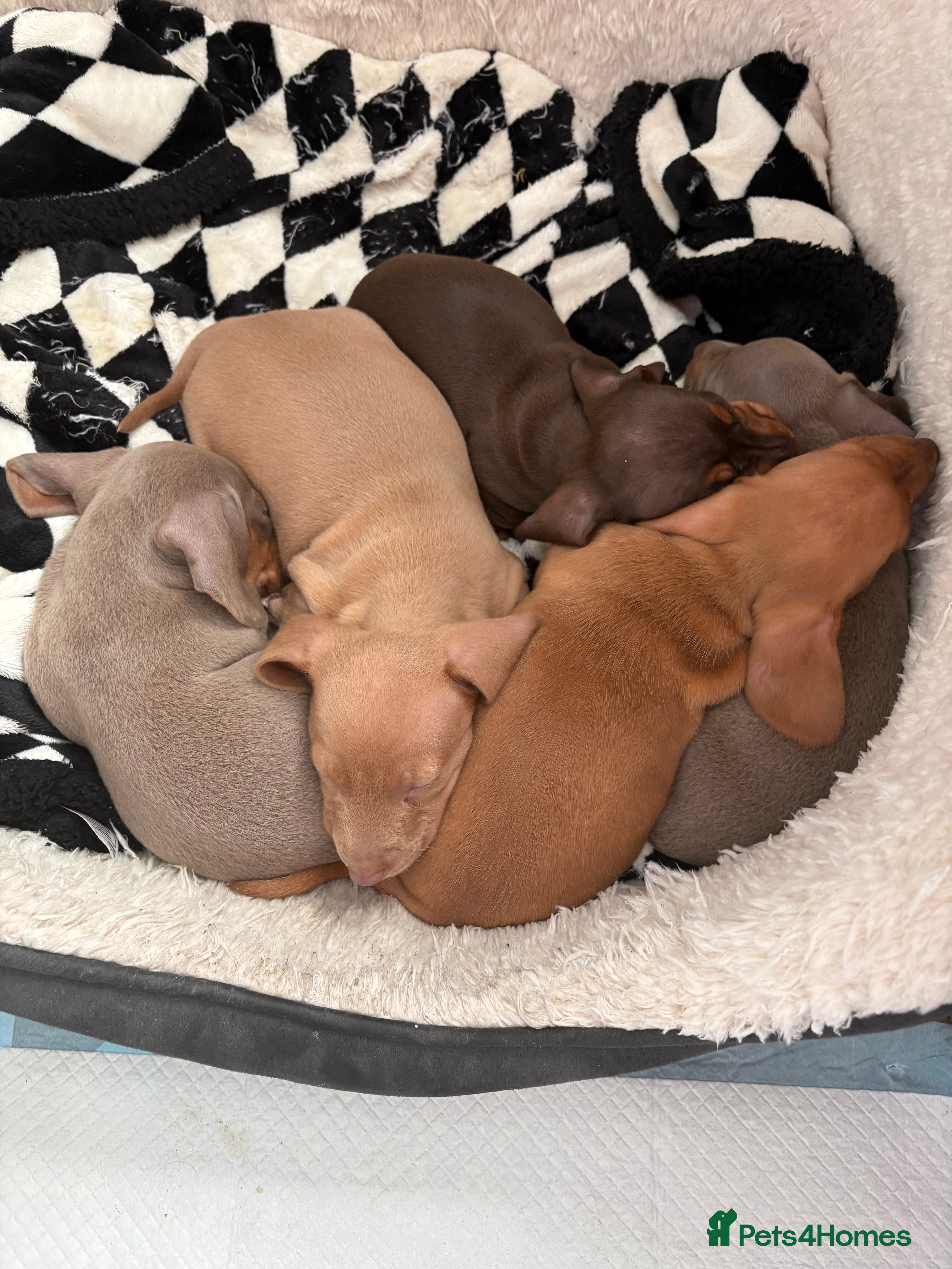 Dachshund dogs Miniature dachshund  - Advert 7