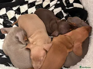 Dachshund dogs Miniature dachshund - Advert 7