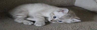 Snuggles