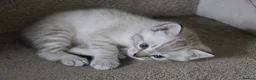 Mixed Breed cats for sale: Ragdoll X Bengal Kittens for sale - Advert 13