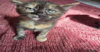 Mixed Breed cats - Advert 11
