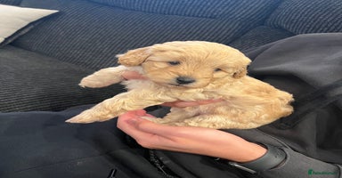 Cavapoo dogs - Advert 2