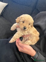 Cavapoo dogs - Advert 2