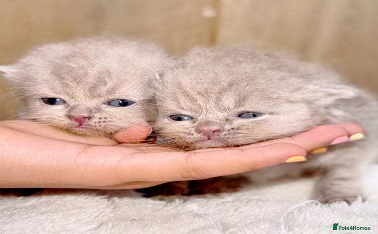 British Shorthair cats - Advert 4