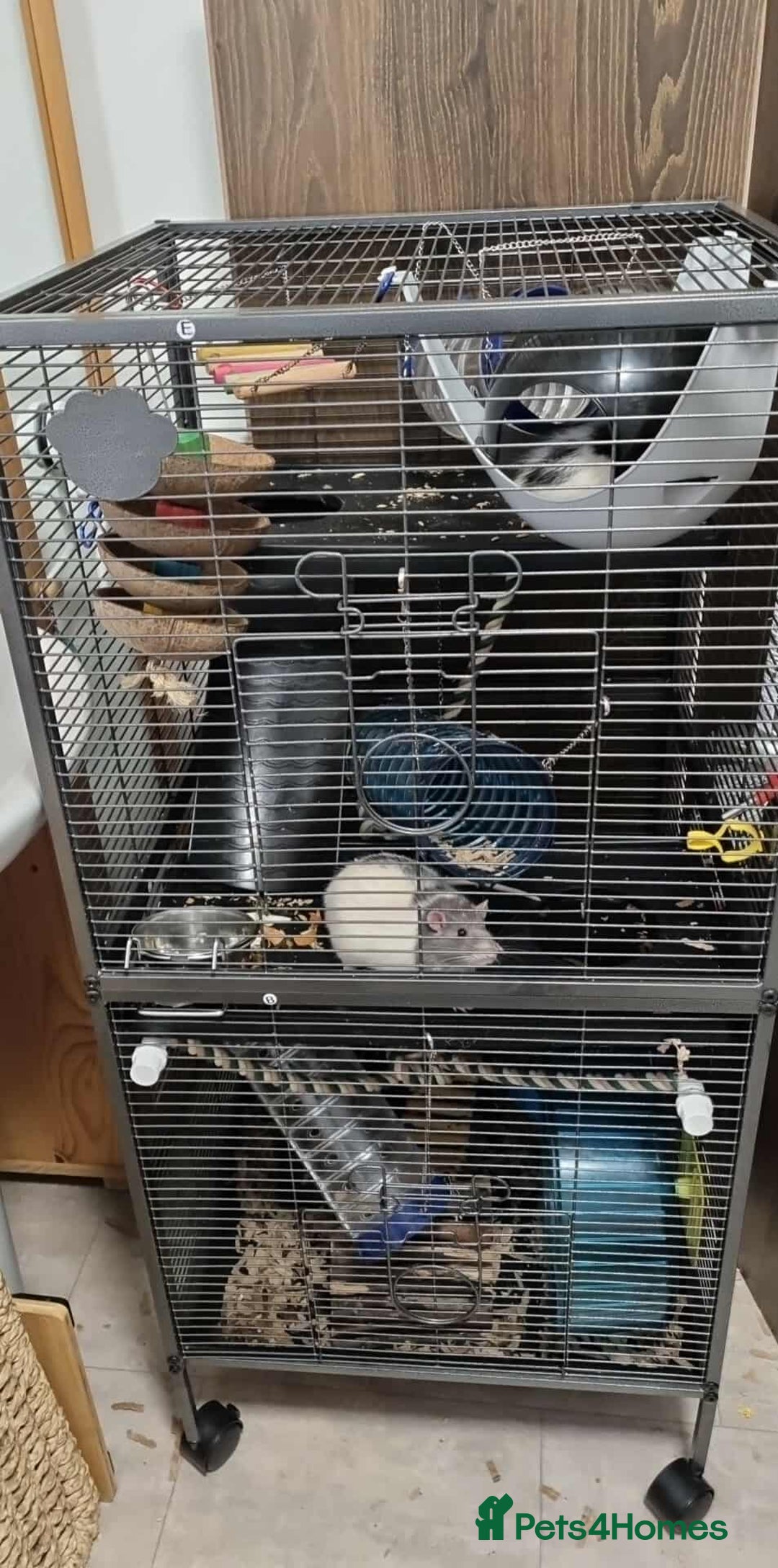 Rat rodents for sale: 2 x male rats  - Advert 2
