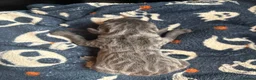 Cane Corso dogs for sale: SILVER BRINDLE pure bread Cane Corso pups  - Advert 10