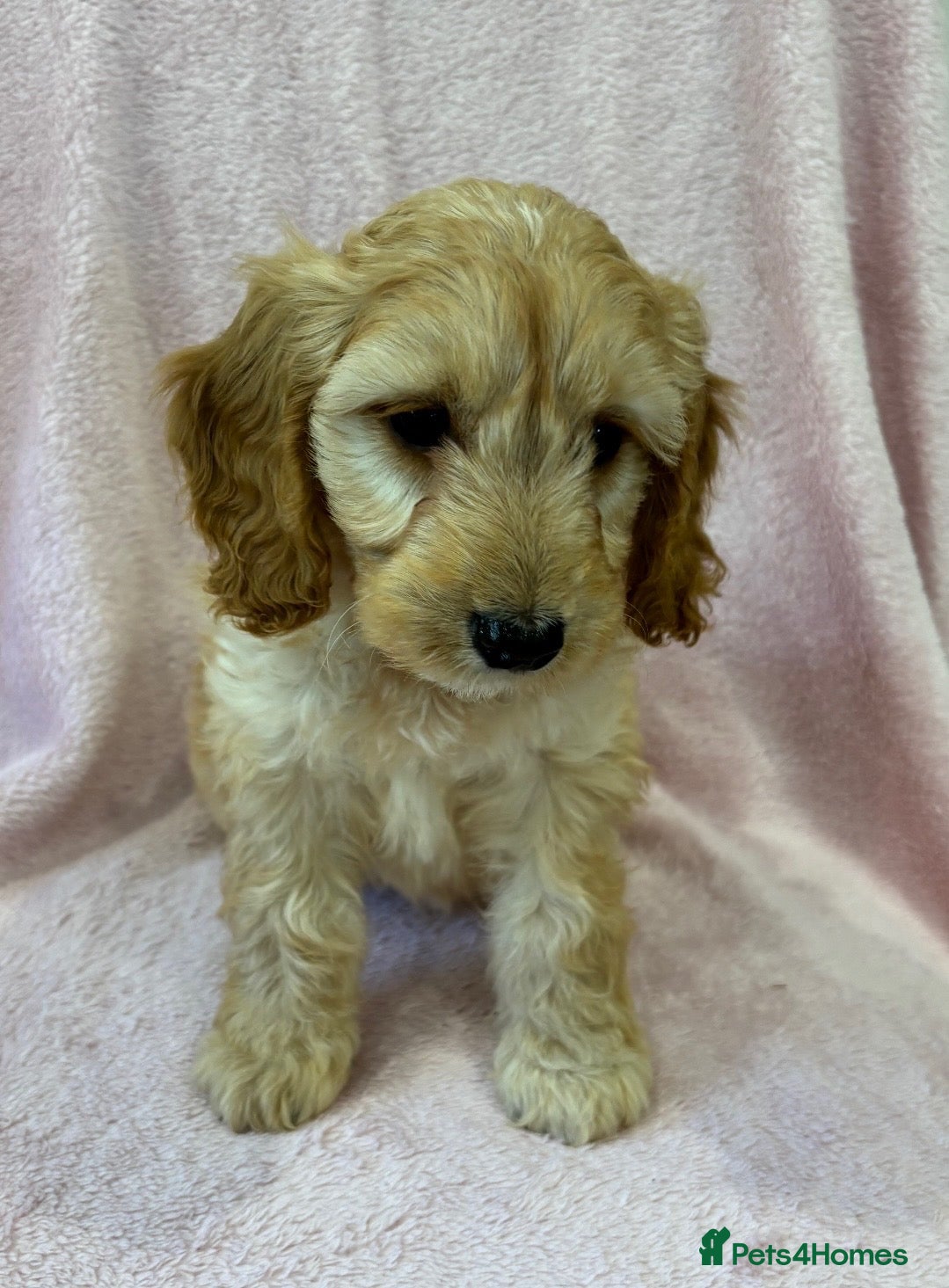 Cockapoo dogs Stunning f1 cockapoo puppies ready now  - Advert 1