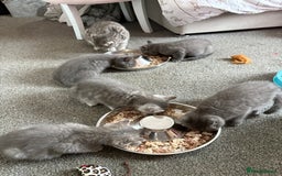 Mixed Breed cats for sale: Beautiful fur babies BSH x Scottish Straight - Image 15