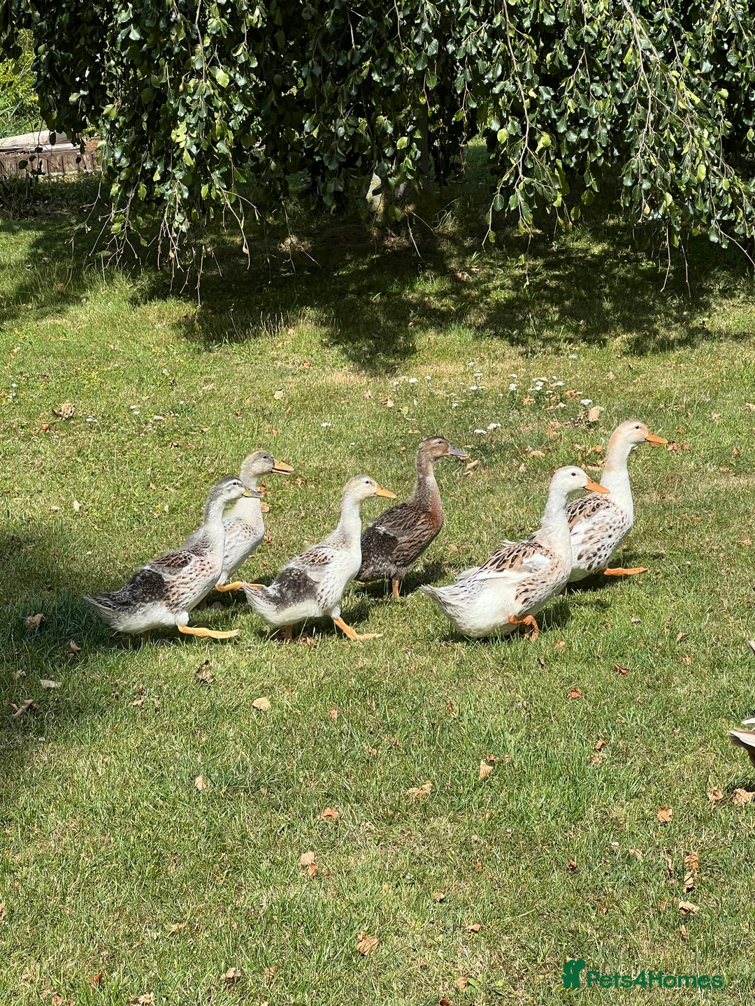Ducks poultry for sale: Appleyard Ducks ( pure bread ) - Image 3