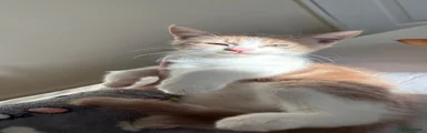 🤎 Cream & White Kitten 1: 