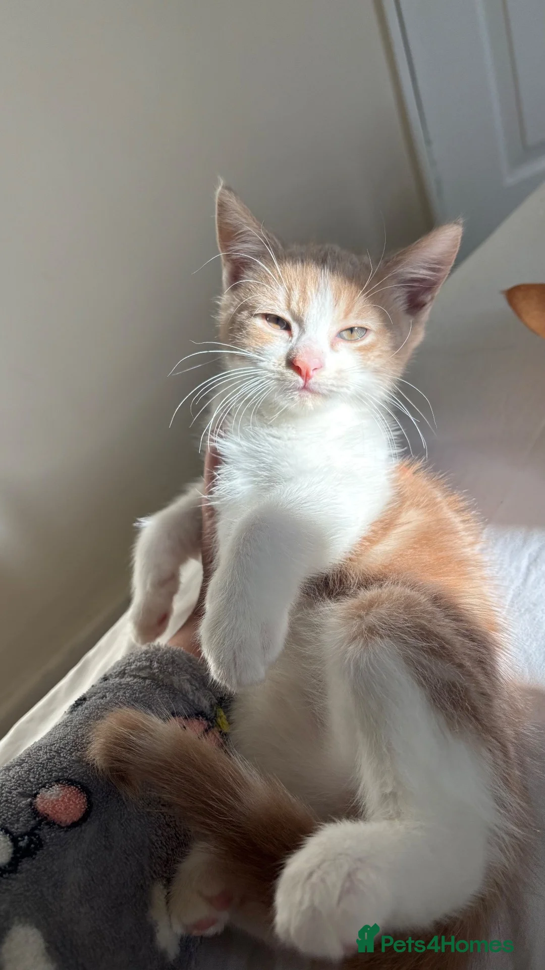 Mixed Breed cats for sale: 3 cute kittens, 2 months old, seeking loving homes - Advert 2
