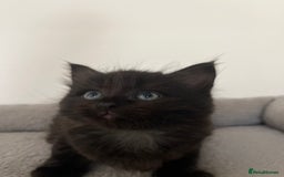 Mixed Breed cats for sale: Healthy, loved, well behaved and clean kittens - Image 10