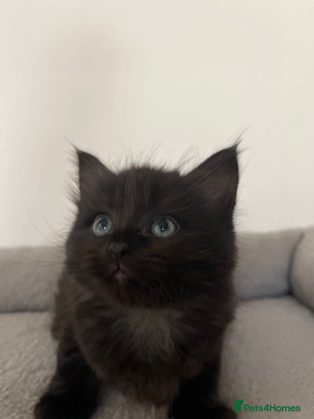 Mixed Breed cats for sale: Healthy, loved, well behaved and clean kittens - Image 10