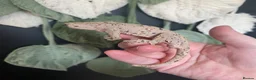Gecko reptiles for sale: Crested Gecko Babies - Advert 5