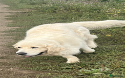 Golden Retriever dogs for stud: Handsome k.c Registered Golden retriever For Stud  in Knottingley - Image 12