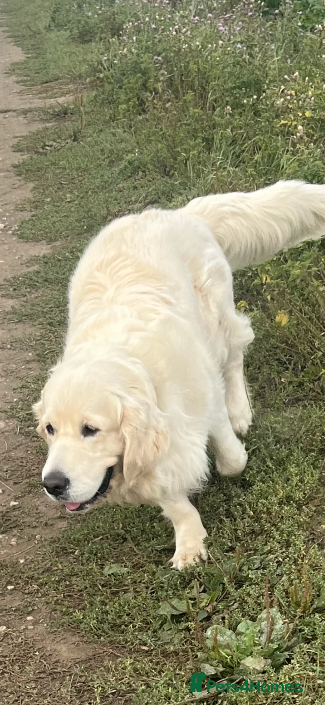 Golden Retriever dogs for stud: Handsome k.c Registered Golden retriever For Stud  in Knottingley - Advert 12