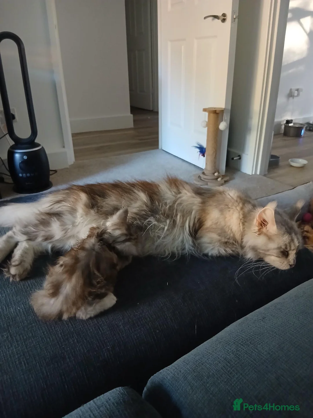 Maine Coon cats for sale: Maine Coon Kitten  in York - Advert 9