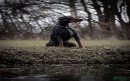Dobermann dogs for stud: European Doberman Stud For Sale🩸 - Image 3