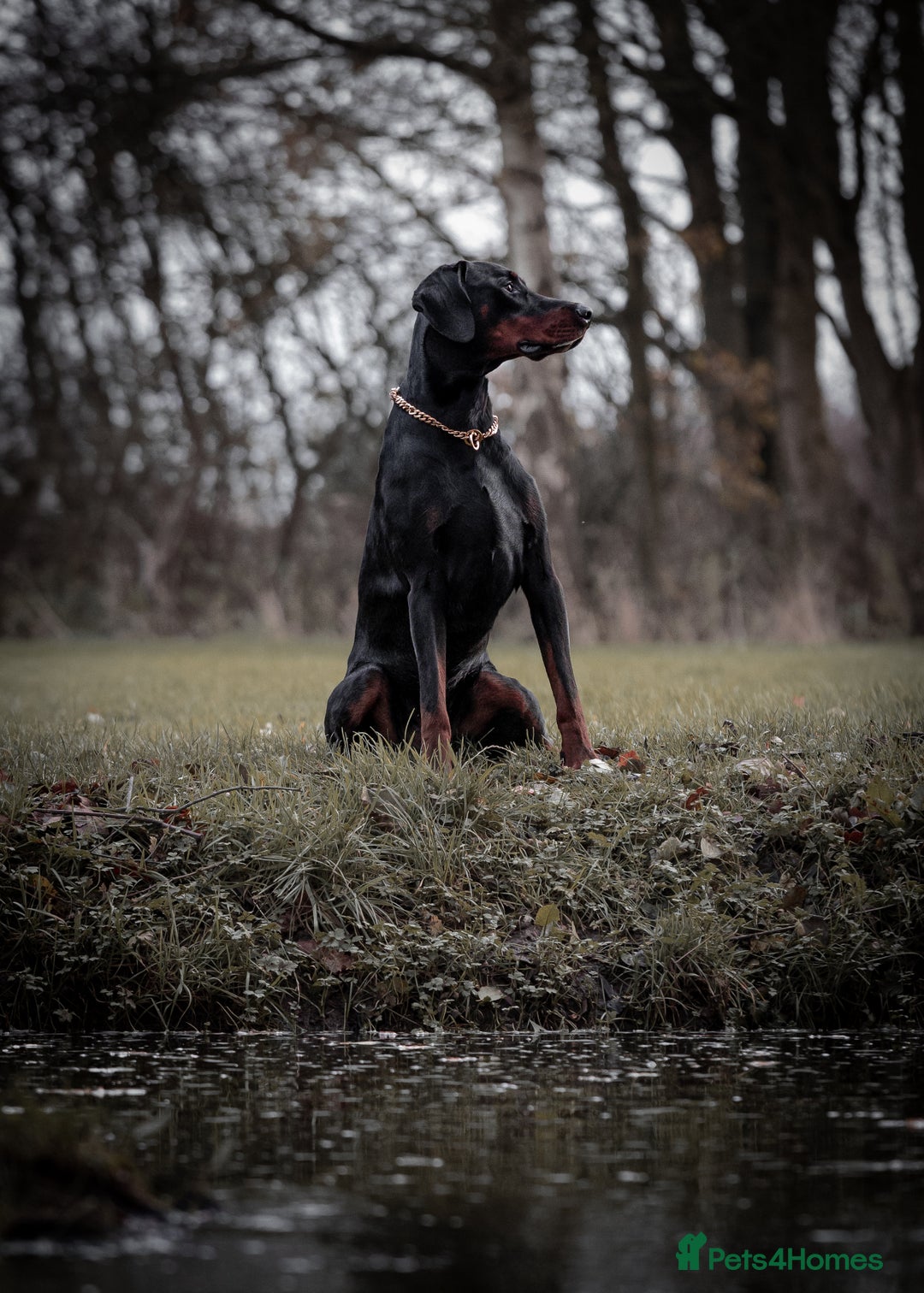 Dobermann dogs for stud: European Doberman Stud For Sale🩸 - Image 3