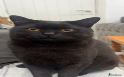 British Shorthair cats for sale: Female British Longhair Cat - Image 5