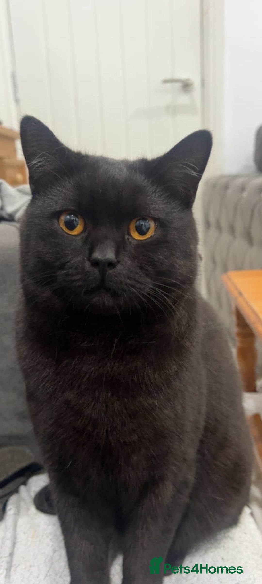 British Shorthair cats for sale: Female British Longhair Cat - Image 5